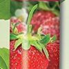 Avon Herbal Strawberry Lip Balm strawberry flavor for urbanmadam_1